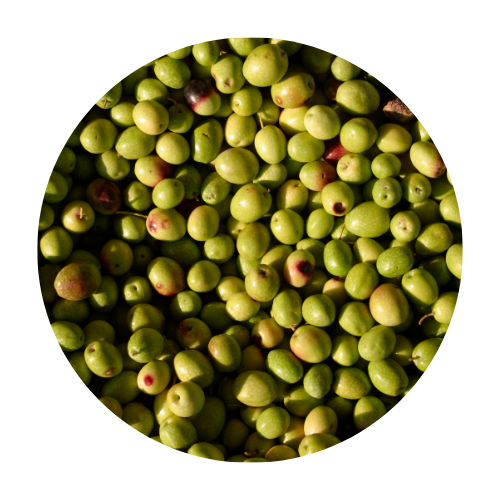Olivo Picual