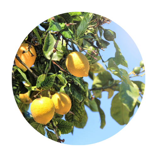 Limón Fino