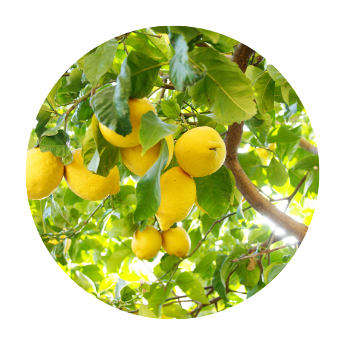 Limón 2PH (Seedless)