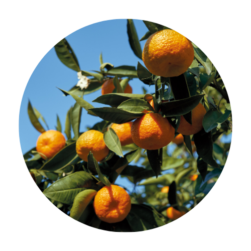 Mandarina Tango